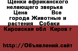 Щенки африканского нелающего зверька  › Цена ­ 35 000 - Все города Животные и растения » Собаки   . Кировская обл.,Киров г.